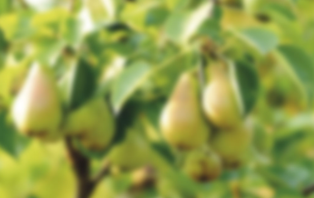 Fruits et légumes