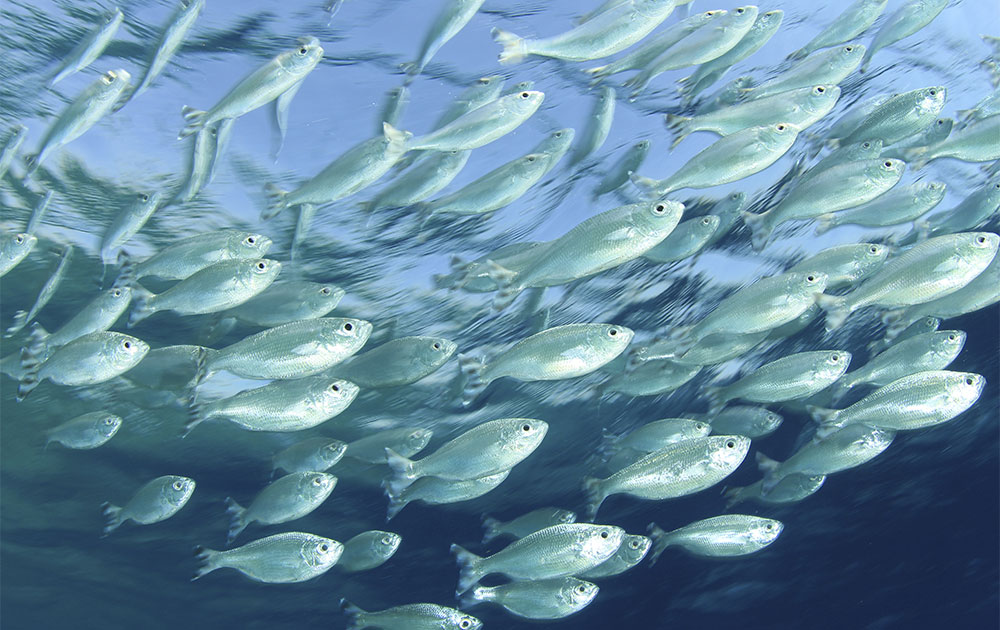 Produits de la mer